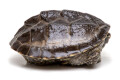 Sternotherus odoratus juvenil